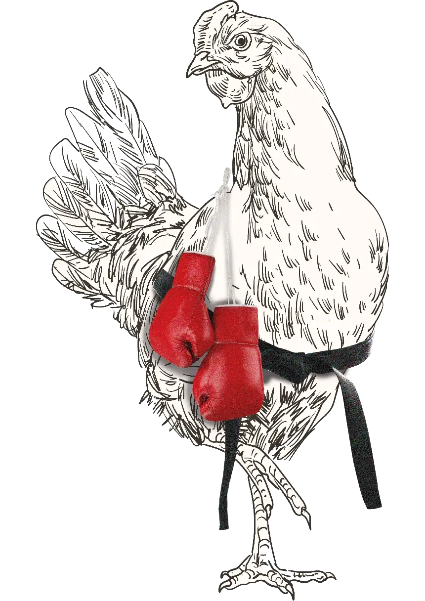 gallina con huevos de boxeo