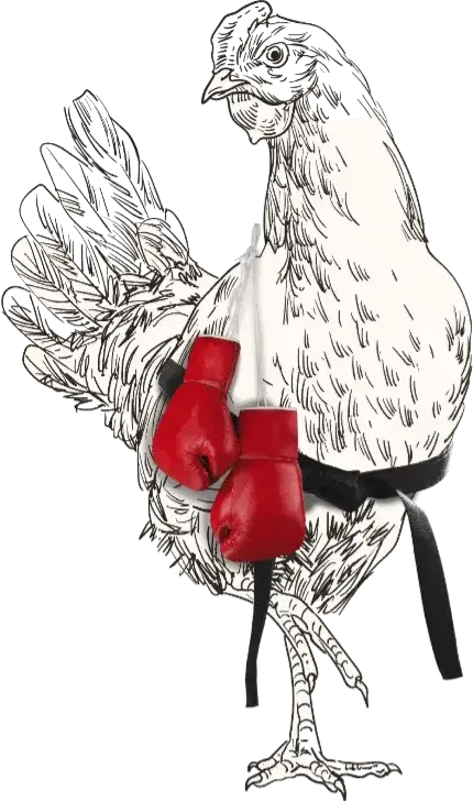 gallina con guantes de boxeo y cinturón negro