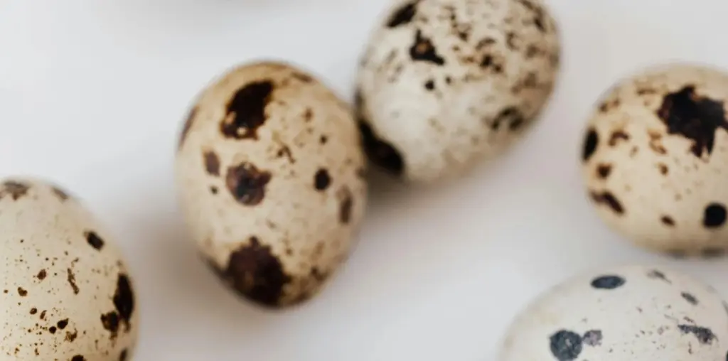 huevos de codorniz vistos de cerca