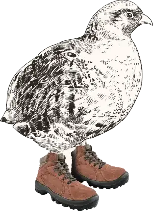codorniz con botas