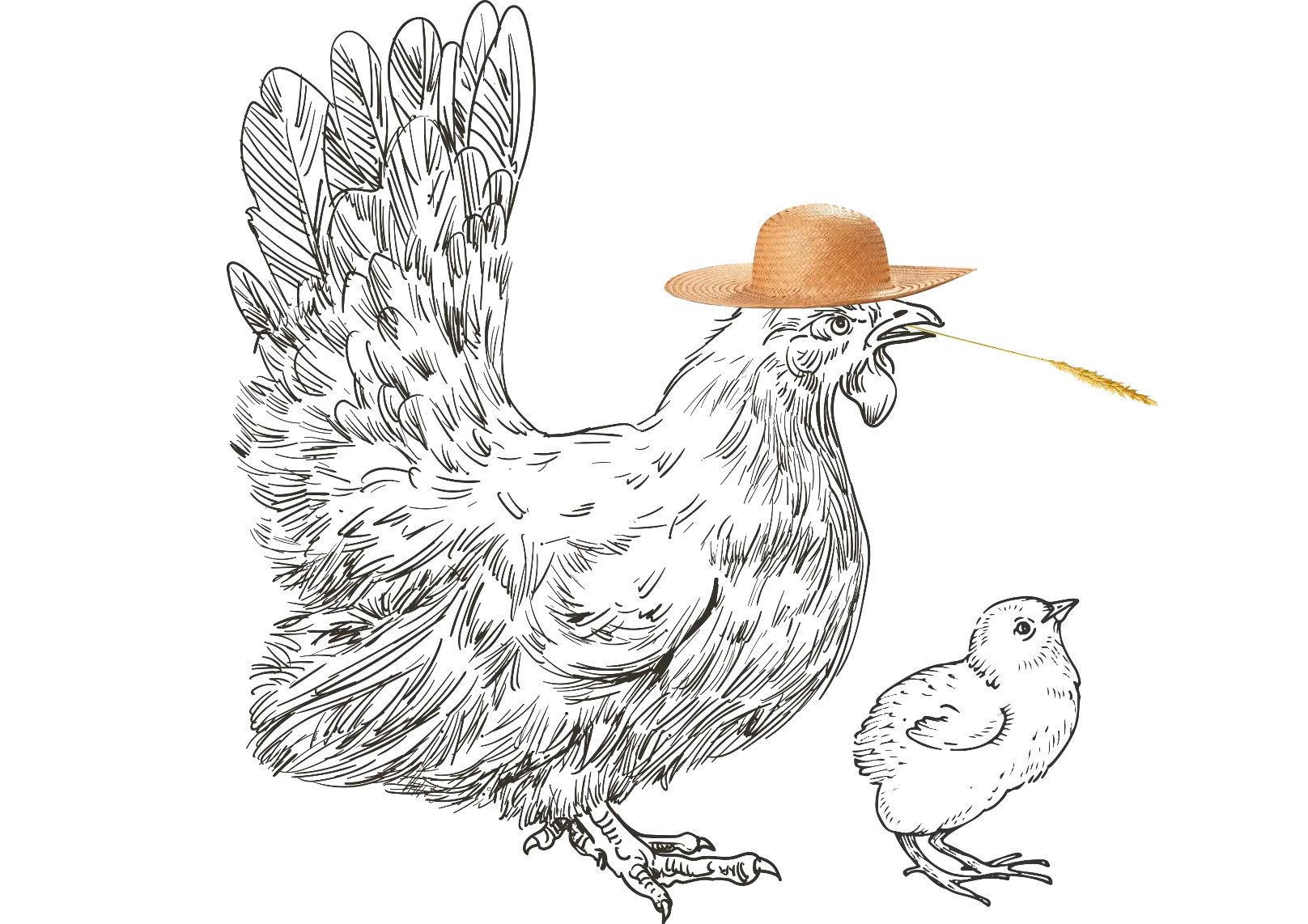 una gallina y un pollito campero