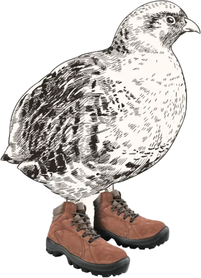 silueta de una codorniz con botas